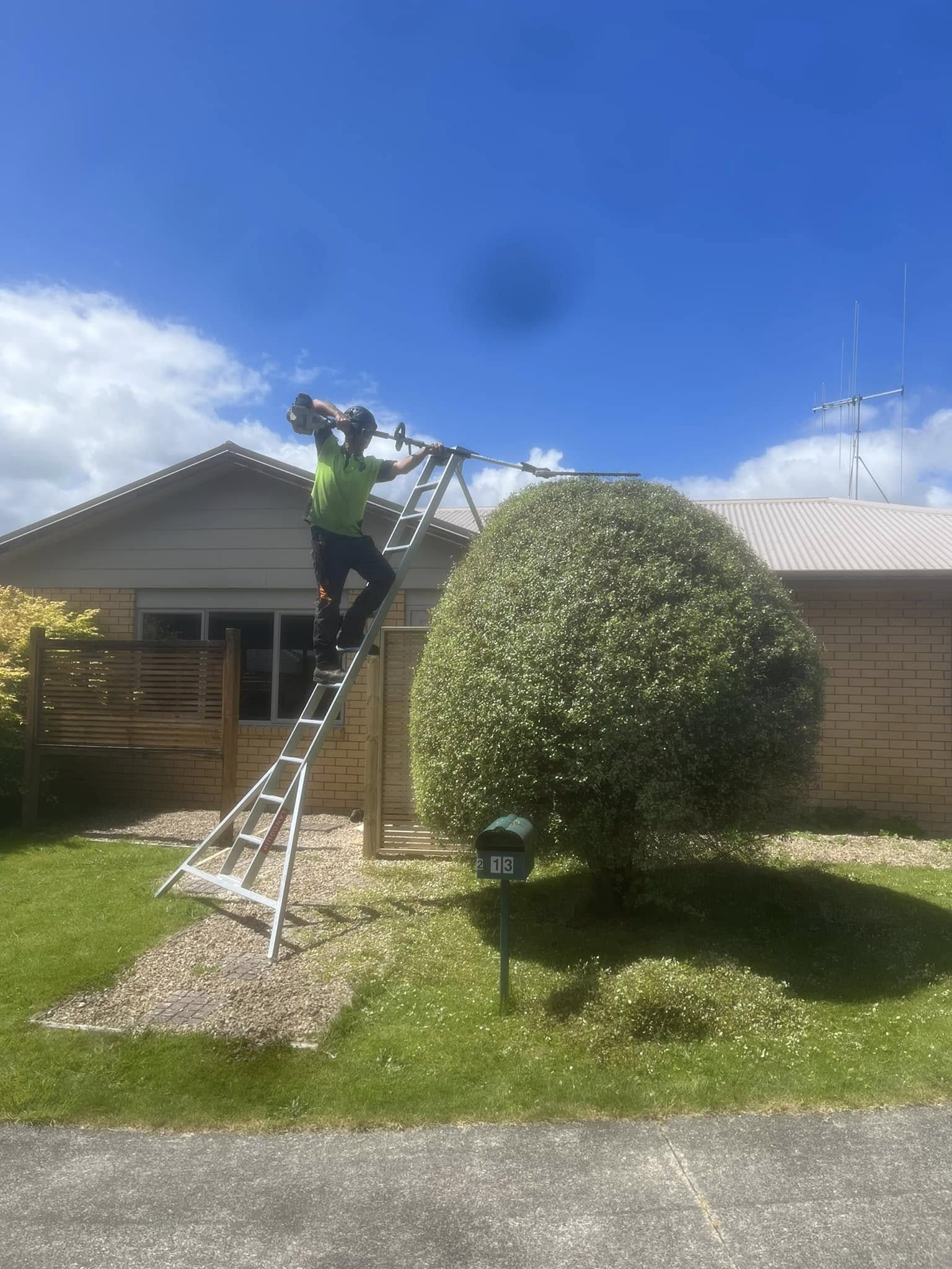 Arborists at work - Cambridge Waikato